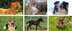 Tiere - Pferde, Katzen, Hunde, Vögel
