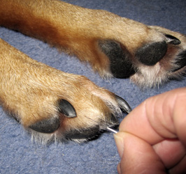 Anwendung Akkupunkt bei einem Hund